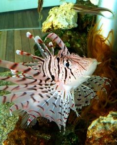魚.jpg