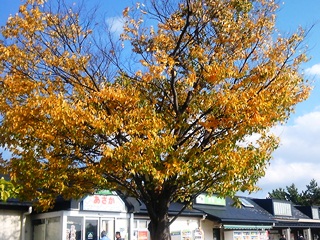 121102 asaka p.a. 02.jpg