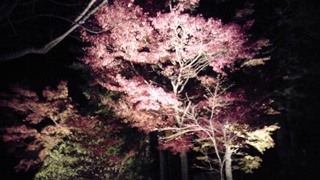 121114 shiramizu-01.JPG