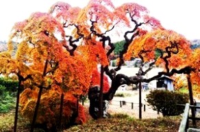 2012-11-29 13.23.10.jpg