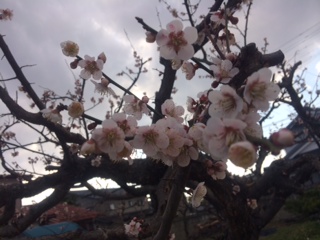 ume.JPG