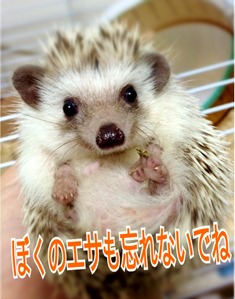2015ハリネズミ.jpg